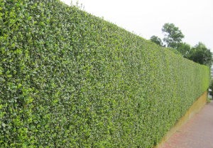 hedge-cutting-maintenance-blackheath